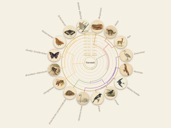 Stammbaum der Tierwelt mit Artporträts in der App
