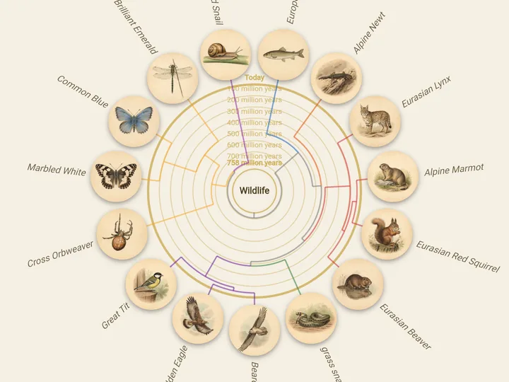 Tree of life with species portraits in the app