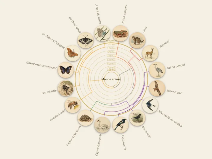 Arbre du vivant avec portraits d’espèces dans l’app